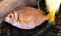 タイワンタマガシラのサムネイル写真