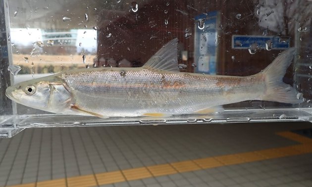 ウケクチウグイの形態写真