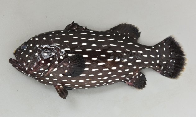 ヌノサラシの形態写真