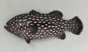 ヌノサラシのサムネイル写真
