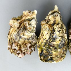 カキ | 市場魚貝類図鑑