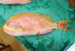 ボロサクラダイのサムネイル写真