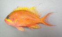 イッテンサクラダイのサムネイル写真