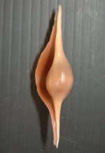 ヒガイのサムネイル写真