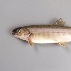 イワナ | 市場魚貝類図鑑