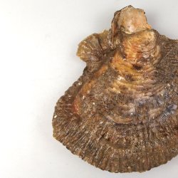 イタボガキ | 軟体 | 市場魚貝類図鑑