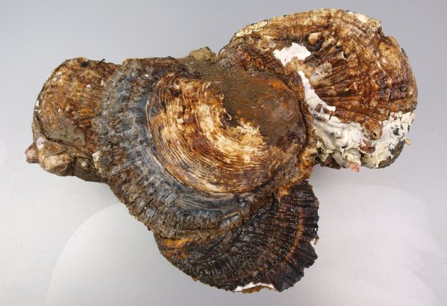 15cm SLを超える大型種。丸みを帯びている。成長肋は薄い板を重ねたよう。内部の空隙にはチョーク状物質（もろく粉状になりやすい）がある。放射肋はくっきりとして目立つ。外見はイワガキと酷似して見分けるのは難しいが貝殻の硬さがイワガキよりも柔らかく、貝殻に海水を含んだような染みがある。