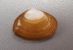 クチバガイのサムネイル写真