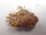 ヒバリガイのサムネイル写真