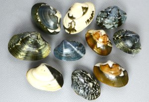 アサリのサムネイル写真