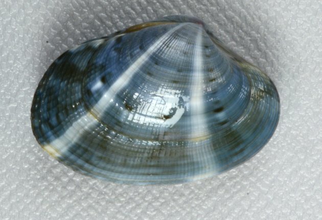 殻幅4cm前後になる。貝殻は楕円形布目状の筋がある。模様のあるなしがあり、模様は多様。写真は千葉県木更津産でブルーが混ざり模様が多彩。［東京湾木更津のものは青い固体が混ざる］
