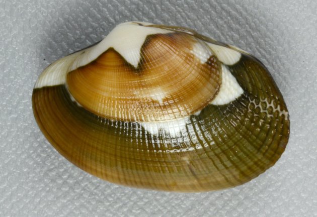 殻幅4cm前後になる。貝殻は楕円形布目状の筋がある。模様のあるなしがあり、模様は多様。写真は千葉県木更津産でブルーが混ざり模様が多彩。［東京湾木更津のものは青い固体が混ざる］