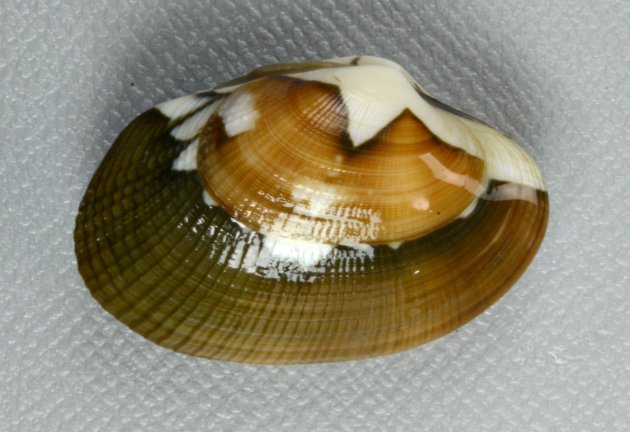 殻幅4cm前後になる。貝殻は楕円形布目状の筋がある。模様のあるなしがあり、模様は多様。写真は千葉県木更津産でブルーが混ざり模様が多彩。［東京湾木更津のものは青い固体が混ざる］