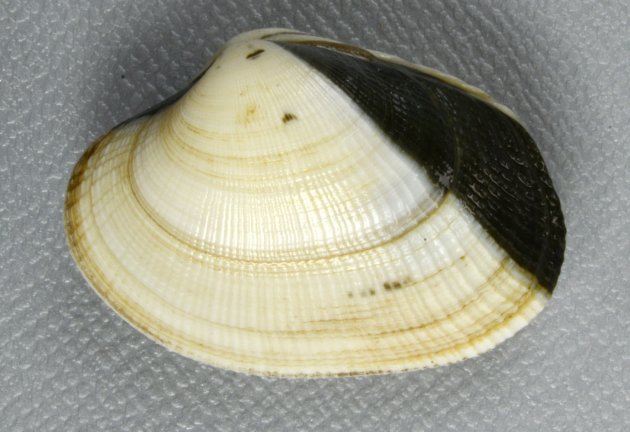 殻幅4cm前後になる。貝殻は楕円形布目状の筋がある。模様のあるなしがあり、模様は多様。写真は千葉県木更津産でブルーが混ざり模様が多彩。［東京湾木更津のものは青い固体が混ざる］