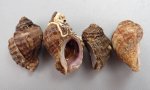 チヂミボラのサムネイル写真