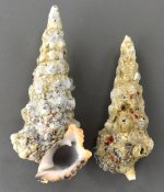 オニノツノガイのサムネイル写真