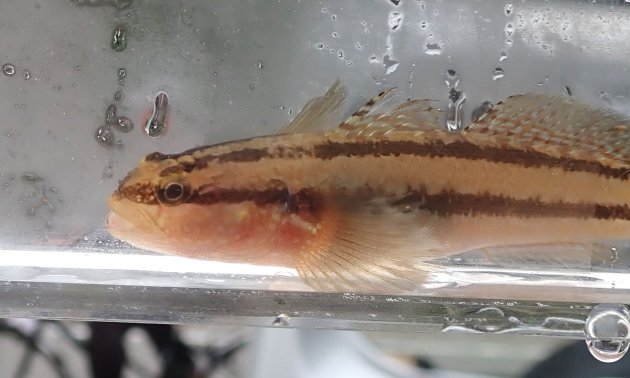 8cm SL 前後になる。紡錘形。頭部にまばらな白点が下面にはない。胸鰭最上鰭条は遊離する。生時、臀鰭に２本の赤色縦帯とその間には白色縦帯がある。［写真はすべて同個体］