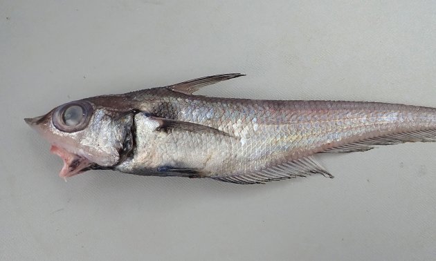 36cm SL 前後になる。胸鰭上部にやや大きな黒い斑紋がある。吻は尖り、体表はザラザラと棘を感じる。第１背鰭と第2背鰭は離れている。鰓条骨は6、発光器はやや長い。