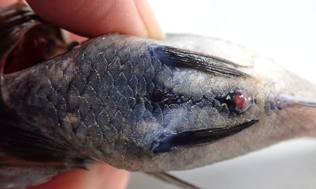 発光器はやや長く、前方は胸鰭前縁に達する（キシュウヒゲは遙かに前にまで伸びる）。