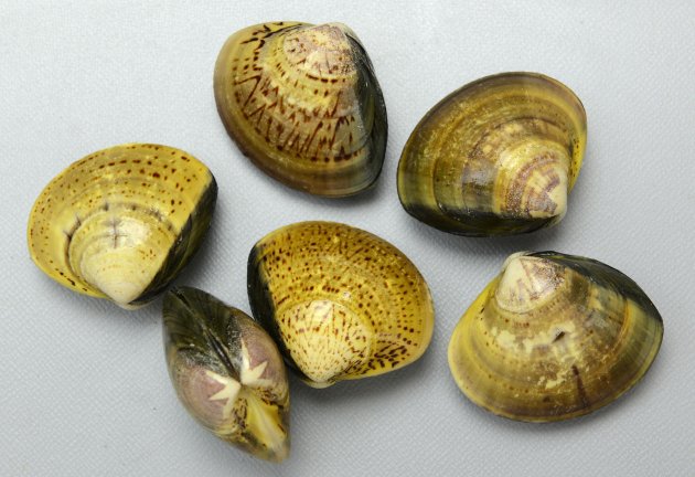 シナハマグリ | 軟体 | 市場魚貝類図鑑