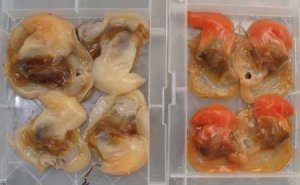 バカガイの産地による色の違い