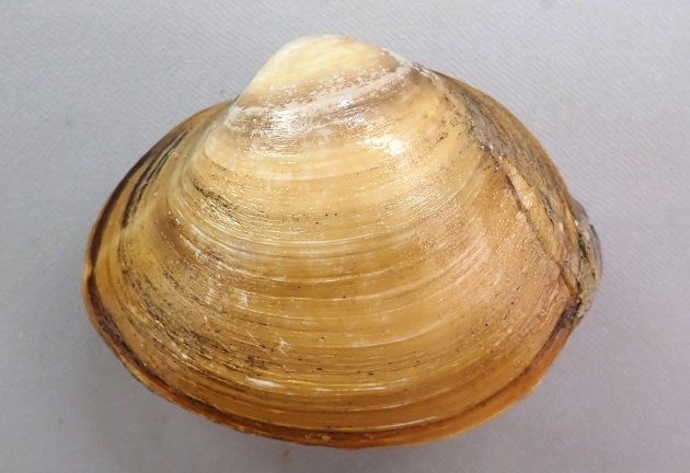 殻長15cm、殻高12cm、重さ600gを超える。黒っぽい殻皮があり、膨らみが非常に高く三角お握り型。前後の側歯は強く大きい。［北海道鵜川産　10cm SL・143g］