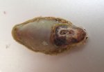 ヒラスカシガイのサムネイル写真