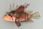 キリンミノのサムネイル写真