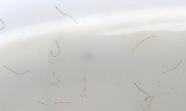 出産したばかりの稚魚。