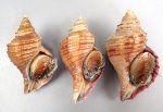 フジイロエゾボラのサムネイル写真