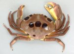 アカモンガニのサムネイル写真