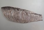 ミナミクサカリツボダイのサムネイル写真