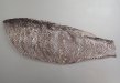 ミナミクサカリツボダイのサムネイル写真