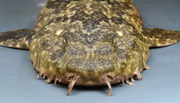 1.1m SL 前後になる。背鰭は２、尻鰭よりも後方にある。頭部側面に皮質突起がある。