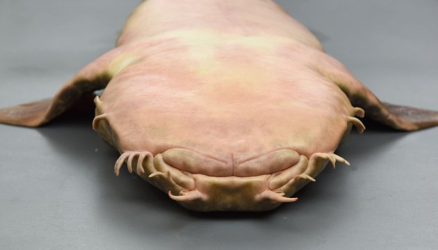 オオセ | 魚類 | 市場魚貝類図鑑