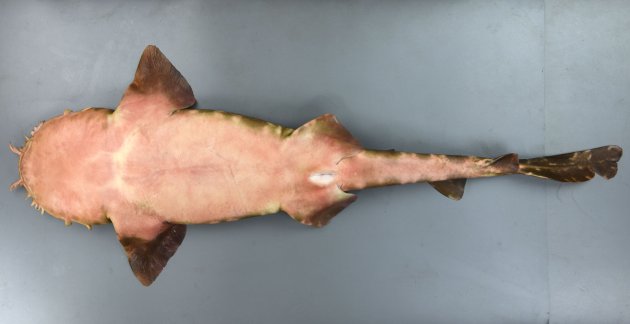 1.1m SL 前後になる。背鰭は２、尻鰭よりも後方にある。頭部側面に皮質突起がある。
