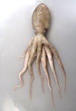 スナダコのサムネイル写真
