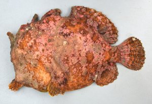 アンコウ | 市場魚貝類図鑑