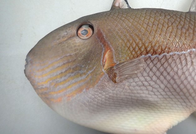 33cm SL 前後になる。体高があり側へんする。体側中央に薄青色の細い縦帯がある。尾鰭は湾入する。頬の溝は６列。鰓孔の後ろに大きな鱗がない。