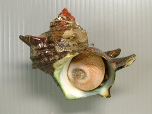 サザエのサムネイル写真