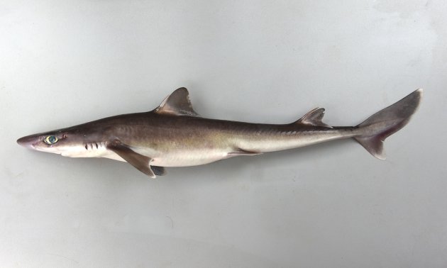 フトツノザメ | 魚類 | 市場魚貝類図鑑