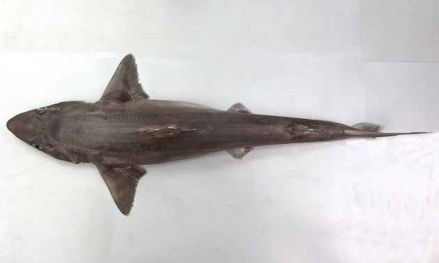 フトツノザメ | 魚類 | 市場魚貝類図鑑
