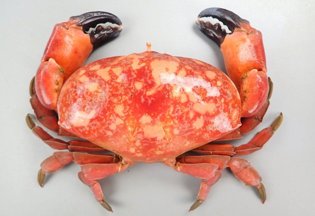 アカマンジュウガニ | 甲殻 | 市場魚貝類図鑑