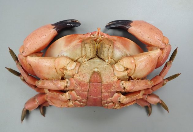 アカマンジュウガニ | 甲殻 | 市場魚貝類図鑑