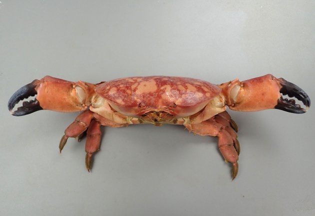 アカマンジュウガニ | 甲殻 | 市場魚貝類図鑑