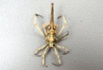 イボイソバナガニのサムネイル写真