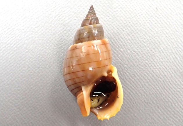 キンシバイの形態写真