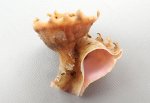 ミズスイのサムネイル写真