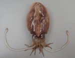 ボウズコウイカのサムネイル写真