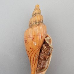 イトマキヒタチオビ | 軟体 | 市場魚貝類図鑑